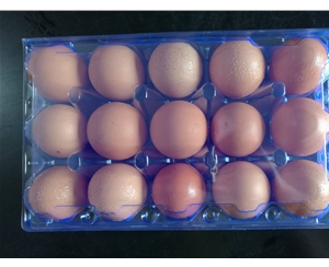 合肥鸡蛋包装1